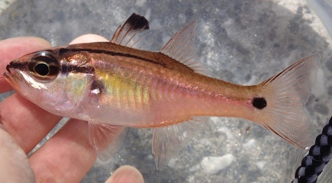 桜ふぇすた18 魚編 ゆりyo船長 お魚love クックパッドブログ