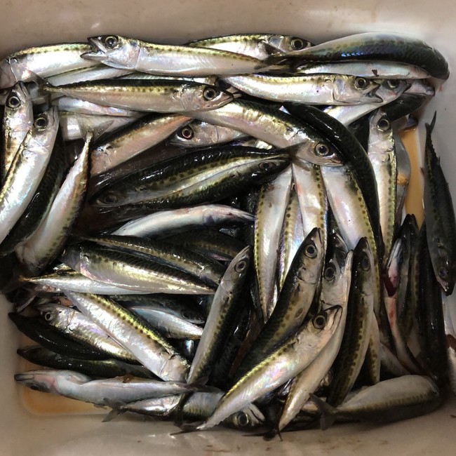 江の島 小さば釣り ラクラクダの釣り ごはん日記 クックパッドブログ