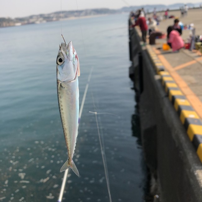 江の島 小さば釣り ラクラクダの釣り ごはん日記 クックパッドブログ
