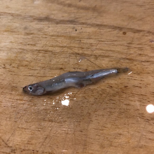 江の島 小さば釣り ラクラクダの釣り ごはん日記 クックパッドブログ