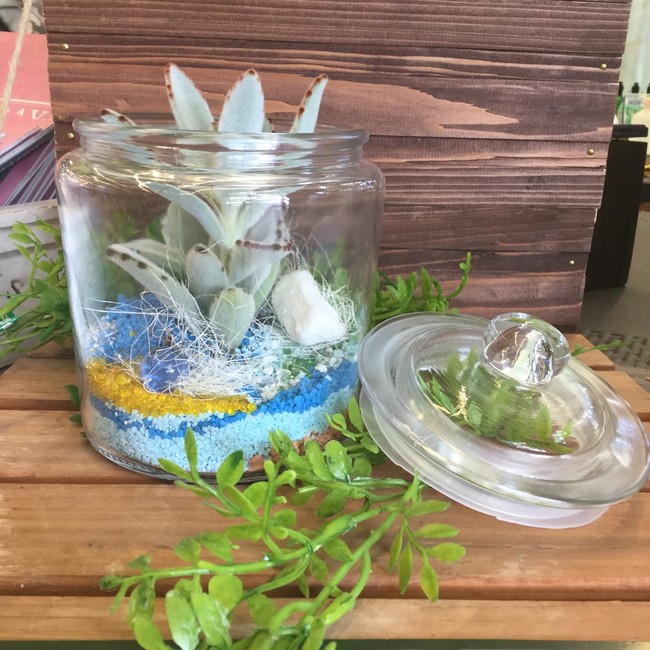 多肉植物イベントに参加しました カインズホーム はーとねこライフ クックパッドブログ