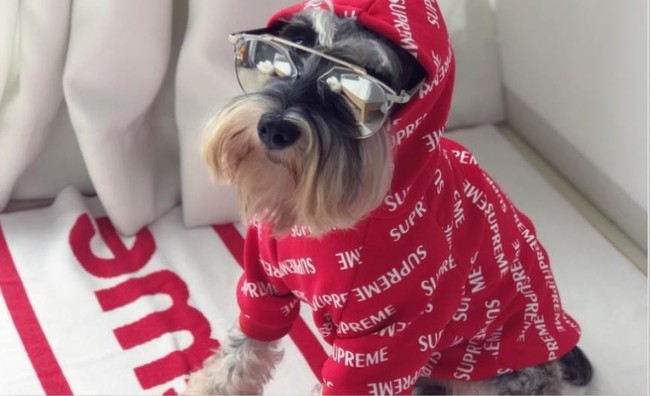 シュプリーム ヴィトン 犬の服 タンクトップ Lv キャリーケース 犬用 猫用 Buypetyaの絵日記 クックパッドブログ