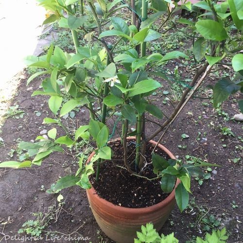 スイカの種から芽が出た Delighted Life クックパッドブログ