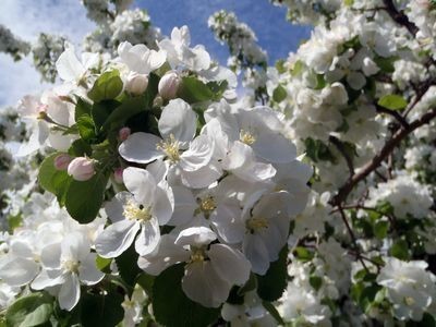林檎の花 カナダの田舎で暮らしてみれば クックパッドブログ 林檎の花 カナダの田舎で暮らしてみれば クックパッドブログ