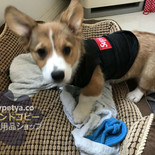 ブランドコピーペット用品販売ショップbuypetyaの紹介 シュプリーム犬服 犬リード Lv犬用首輪ブランドコピー クックパッドブログ ブランドコピーペット用品販売ショップbuypetyaの紹介 シュプリーム犬服 犬リード Lv犬用首輪ブランドコピー クックパッドブログ