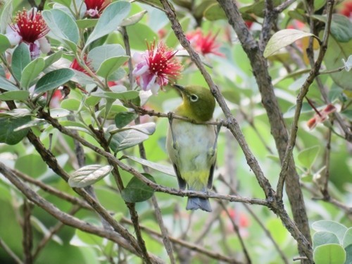 紫陽花とフェイジョアとメジロ 四季折々 想いのままに クックパッドブログ