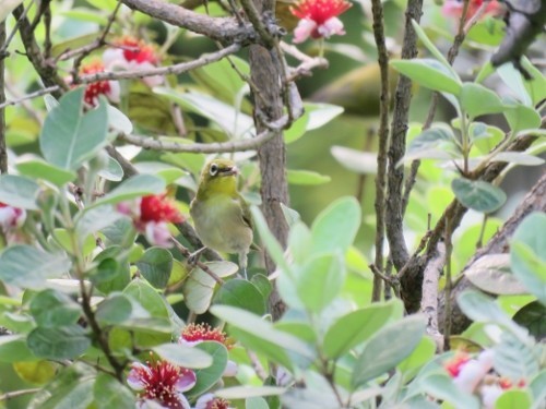 紫陽花とフェイジョアとメジロ 四季折々 想いのままに クックパッドブログ