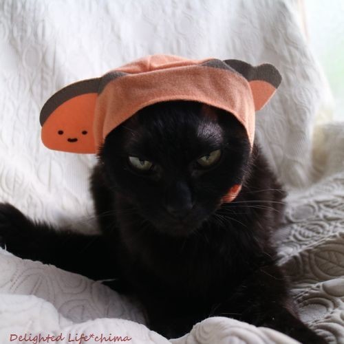 猫のかぶりもの ガチャガチャ サンリオシリーズ Delighted Life クックパッドブログ
