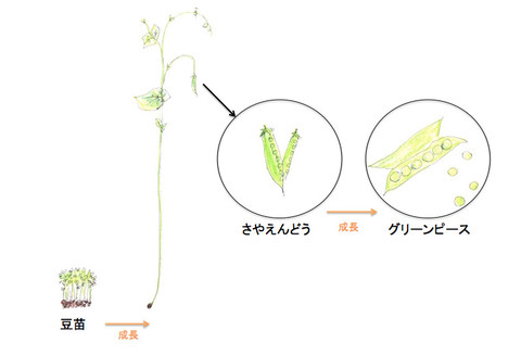 食材マメ知識 絹さや と スナップえんどう って何が違うの クックパッドニュース