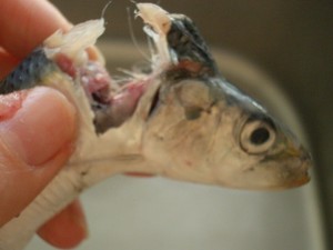 クックパッドニュース 包丁いらずでさばける いわしの手開き をマスターしよう 毎日新聞