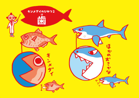 食で自由研究 スーパーで手に入る身近なお魚 金目鯛 の生態を調べてみよう クックパッドニュース 食で自由研究 スーパーで手に入る身近なお魚 金目鯛 の生態を調べてみよう クックパッドニュース