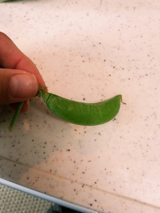 クックパッドニュース 裏ワザ ポキっと折れば スナップえんどう の筋取りが時短に 毎日新聞 クックパッドニュース 裏ワザ ポキっと折れば スナップえんどう の筋取りが時短に 毎日新聞
