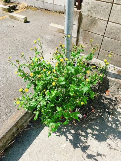 クックパッドニュース 東京にも食べられる野草がたくさん 食感が楽しい 春のペペロンチーノ 毎日新聞