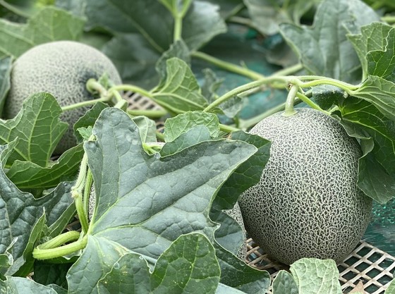 メロン農家が直伝 これから旬を迎える おいしいメロンの見分け方 クックパッドニュース メロン農家が直伝 これから旬を迎える おいしいメロンの見分け方 クックパッドニュース