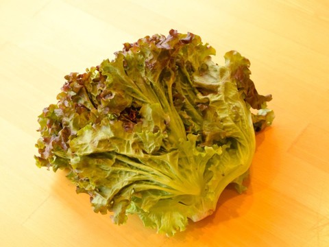 サニーレタスが欲しい方