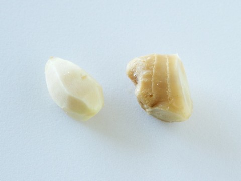生姜の皮むく むかない クックパッド料理の基本