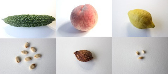 野菜や果物の種を比べてみよう クックパッド 簡単おいしいみんなのレシピが360万品