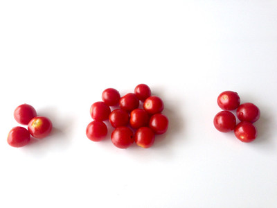 15分で自由研究 甘 い ミニトマト を見分けられるかな クックパッド 簡単おいしいみんなのレシピが349万品