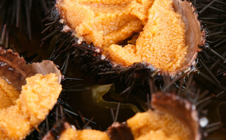 ウニにはいろんな味がある! ウニ食べ比べ編!