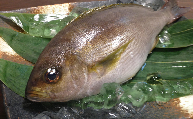 魚さばき中級者編!いさき&あじの三枚おろし