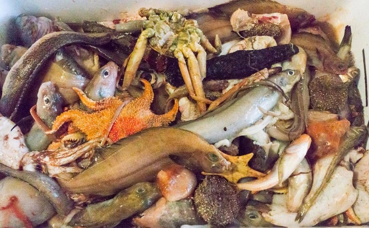 深海ギョッチ ~底曳網の出荷されなかった魚を眺めて食べる会~