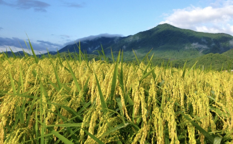 日本酒王国をご紹介します!淡麗なる新潟の美酒を味わおう①上越中越編