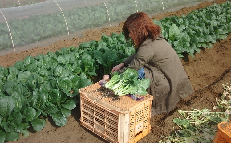 秋野菜の収穫作業体験とランチ