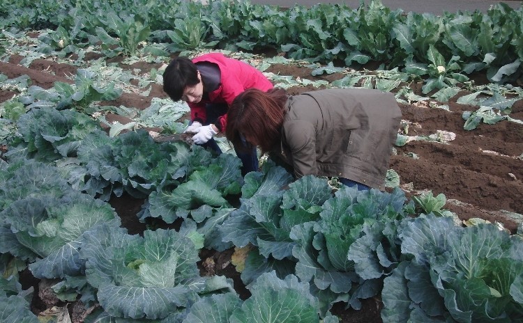 秋野菜の収穫作業体験とランチ
