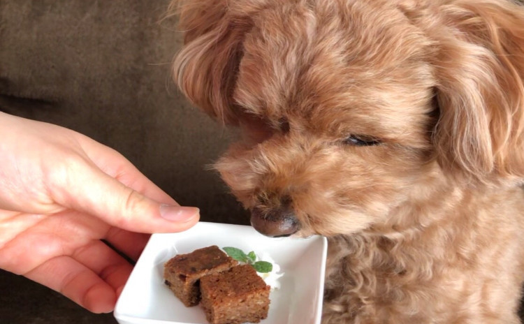 わんこも食べれる豆腐とキャロブのブラウニー