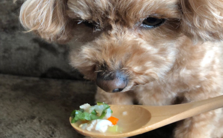 初心者でも安心手作りご飯!飼い主様とわんこと一緒に食べれる料理について学ぶ
