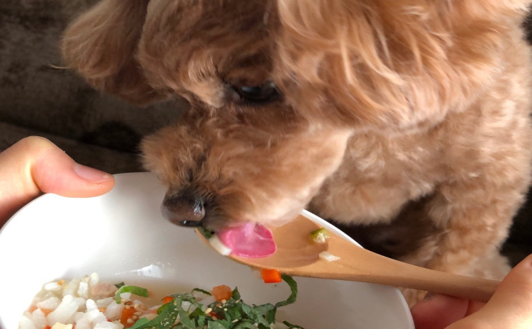 初心者でも安心手作りご飯!飼い主様とわんこと一緒に食べれる料理について学ぶ