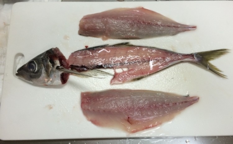 ◆魚のさばき方 入門編