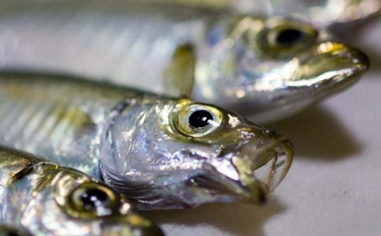 ◆魚のさばき方 入門編