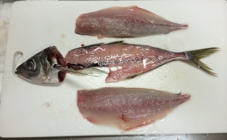 ◆魚の捌き方講座 アジを3匹捌く 下処理 三枚おろし 刺身の切り方など