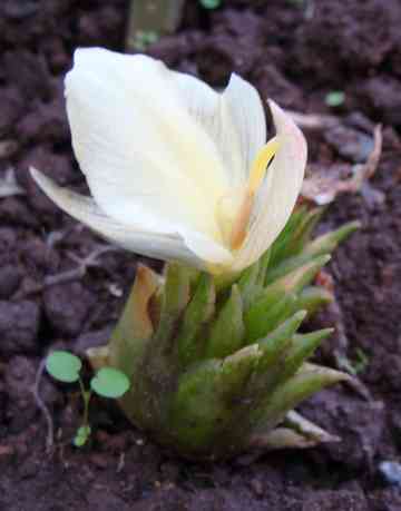 茗荷の花 Mizuho産のごはん日記