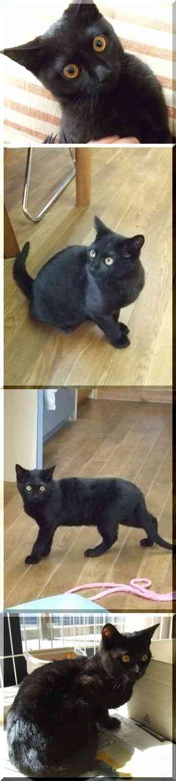 黒猫もいます ケムのごはん日記