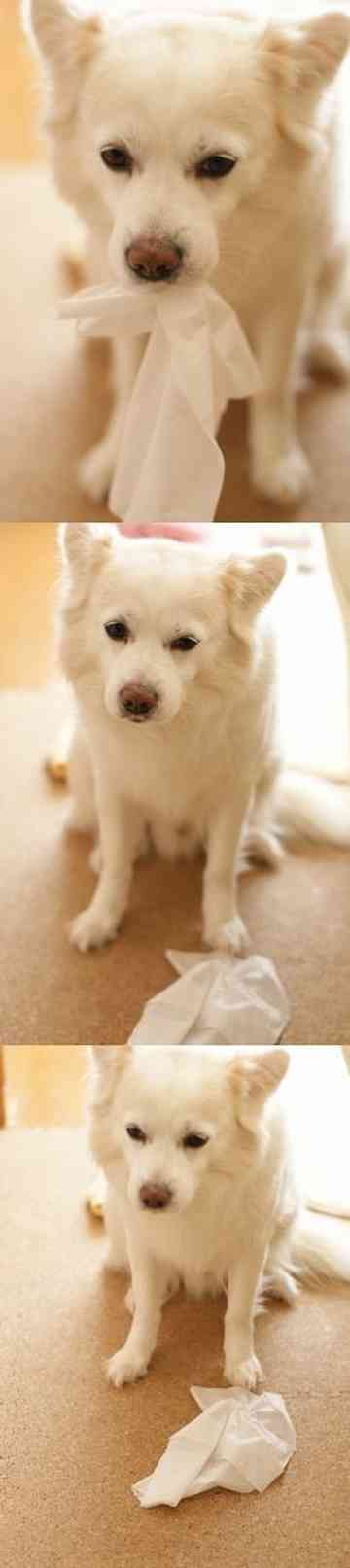 ティッシュを食べる犬 らいむさのごはん日記