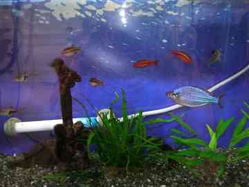 うちの熱帯魚 ゆりyo船長のごはん日記