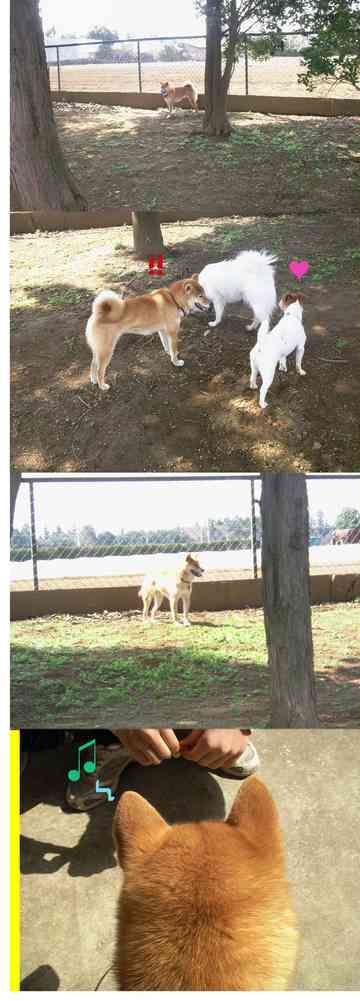 ビビリ犬です 柴犬tさくらのごはん日記