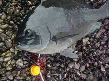 グレって魚しっていますか 関東ではメジナ チィボーのごはん日記