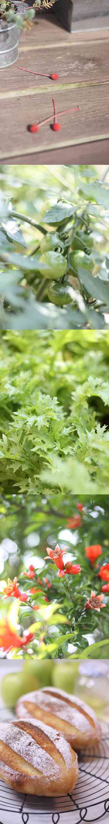 赤い実 もえどんははのごはん日記