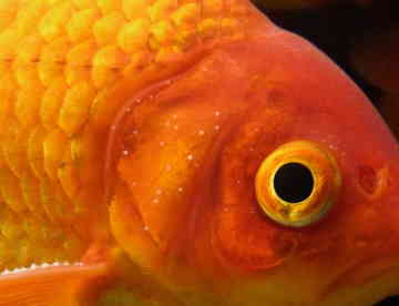 金魚の雄 雌 おポチのごはん日記