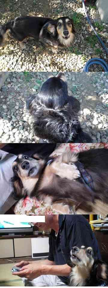 犬の白目 タマトロのごはん日記