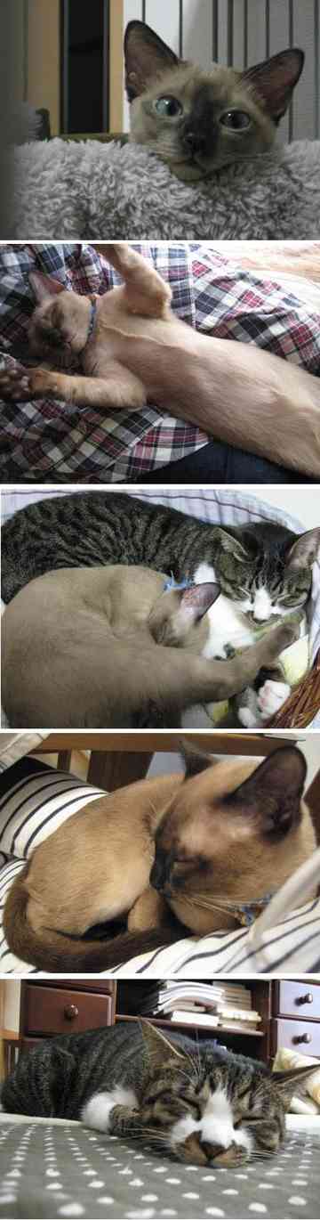 じ つ は はじりくのごはん日記