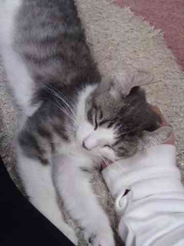 緊張のおひとり様 癒しの猫カフェ ゅり のごはん日記