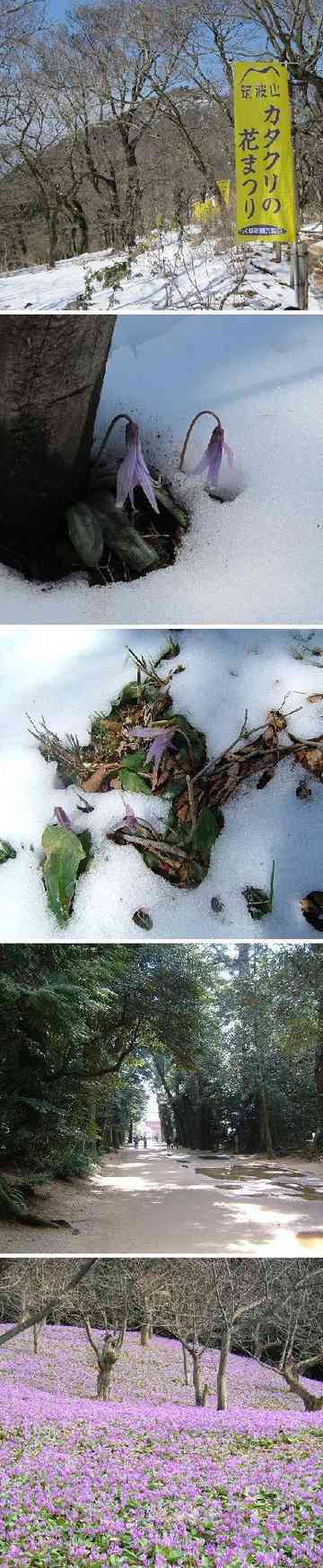 雪の筑波山とカタクリの花 ヌーシのごはん日記