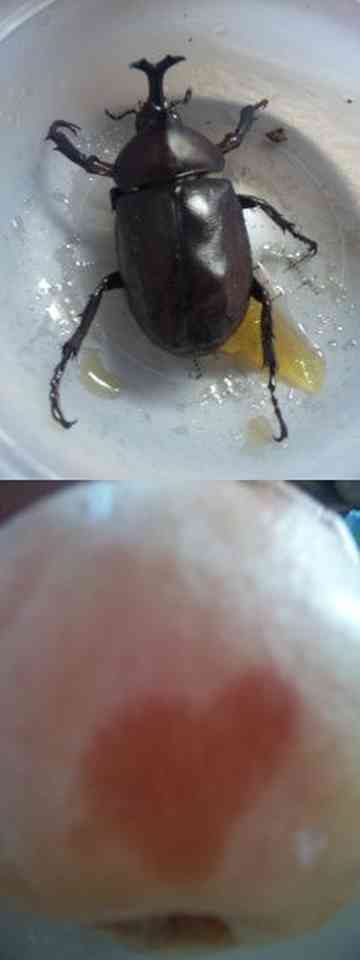 カブトムシ O Smile 胡桃 のごはん日記