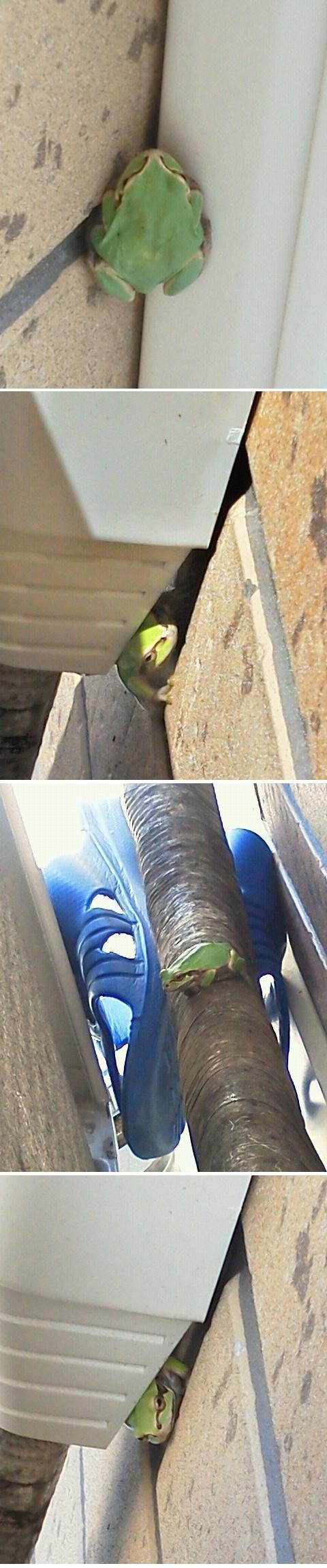 ニホンアマガエルのケロちゃん ゆりyo船長 お魚love クックパッドブログ