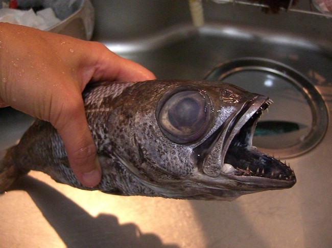 怖いお魚 ゆりyo船長 お魚love クックパッドブログ 怖いお魚 ゆりyo船長 お魚love クックパッドブログ