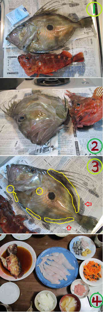 マトウダイ ゆりyo船長のごはん日記